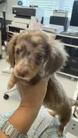 Mini, a male Miniature Dachshund for sale in Homestead, FL – 4 of 4