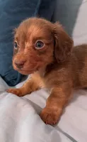 Happy Boy, a male Miniature Dachshund for sale in Homestead, FL – 2 of 6
