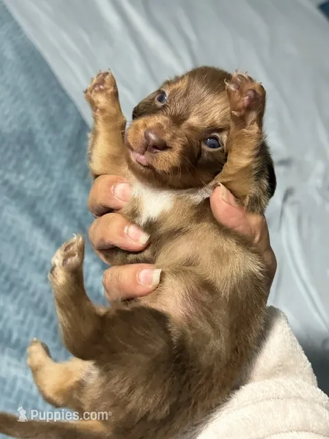 Happy Girl – Miniature Dachshund puppy for sale in Homestead, FL