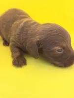 Hershey Girl , a female Miniature Dachshund for sale in Homestead, FL – 3 of 4
