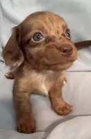 Happy Boy, a male Miniature Dachshund for sale in Homestead, FL – 3 of 6