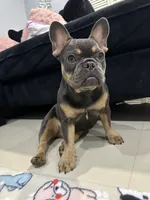 Star, a female French Bulldog for sale in Homestead, FL – Photo 2 of 3