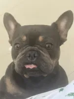 Star, a female French Bulldog for sale in Homestead, FL – Photo 1 of 3