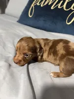 Happy Girl, a female Miniature Dachshund for sale in Homestead, FL – 4 of 5
