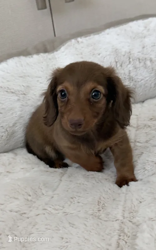 Bunny – Miniature Dachshund puppy for sale in Homestead, FL
