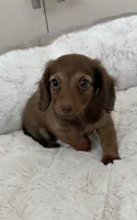 Bunny, a female Miniature Dachshund for sale in Homestead, FL – 1 of 1