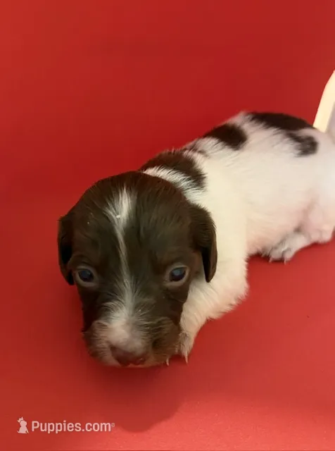 Pied Baby Girl  – Miniature Dachshund puppy for sale in Homestead, FL