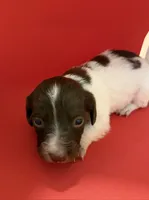 Pied Baby Girl , a female Miniature Dachshund for sale in Homestead, FL – 1 of 5