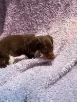 Almond Joy, a female Miniature Dachshund for sale in Homestead, FL – 3 of 4