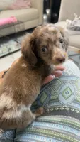 Mini, a male Miniature Dachshund for sale in Homestead, FL – 3 of 4