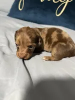 Happy Girl, a female Miniature Dachshund for sale in Homestead, FL – 5 of 5