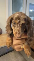 Mini Ragnar , a male Miniature Dachshund for sale in Homestead, FL – 5 of 5