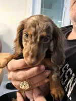 Mini Ragnar , a male Miniature Dachshund for sale in Homestead, FL – 4 of 5