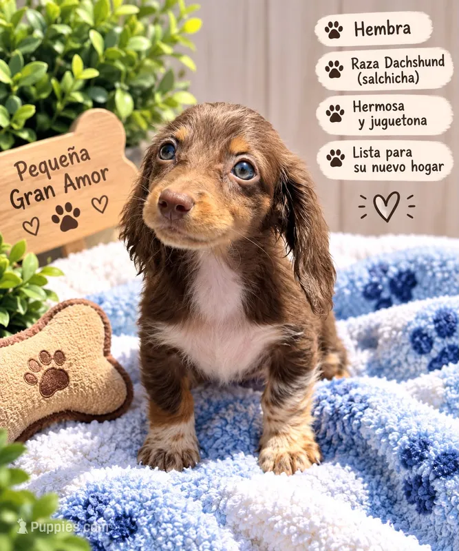 Almond Joy – Miniature Dachshund puppy on hold in Homestead, FL