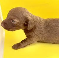 Hershey Girl , a female Miniature Dachshund for sale in Homestead, FL – 1 of 4