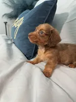 Happy Boy, a male Miniature Dachshund for sale in Homestead, FL – 5 of 6