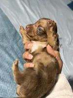 Happy Girl, a female Miniature Dachshund for sale in Homestead, FL – 2 of 5