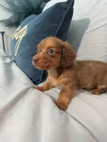 Happy Boy, a male Miniature Dachshund for sale in Homestead, FL – 4 of 6