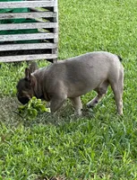 Brandy, a male French Bulldog for sale in Homestead, FL – Photo 2 of 2
