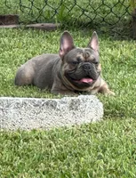 Brandy, a male French Bulldog for sale in Homestead, FL – Photo 1 of 2