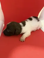 Pied Baby Girl , a female Miniature Dachshund for sale in Homestead, FL – 3 of 5