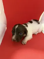 Pied Baby Girl , a female Miniature Dachshund for sale in Homestead, FL – 2 of 5