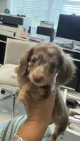 Mini, a male Miniature Dachshund for sale in Homestead, FL – 2 of 4