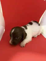 Pied Baby Girl , a female Miniature Dachshund for sale in Homestead, FL – 4 of 5