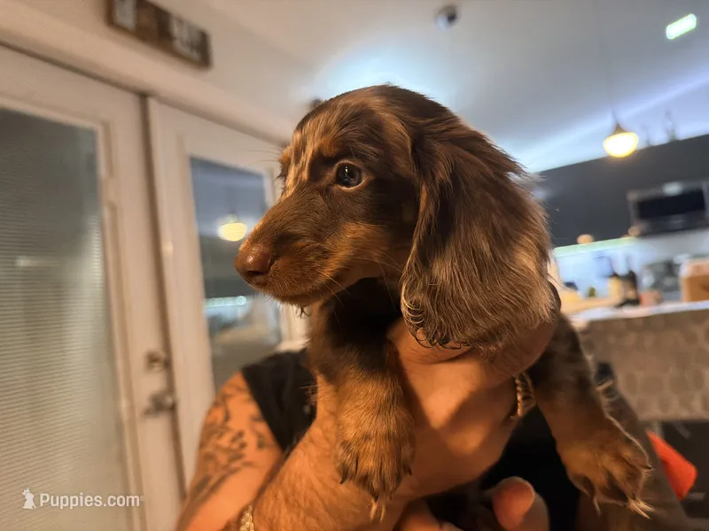 Mini Ragnar  – Miniature Dachshund puppy on hold in Homestead, FL