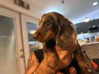 Mini Ragnar , a male Miniature Dachshund for sale in Homestead, FL – 1 of 5