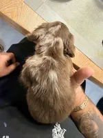 Mini Ragnar , a male Miniature Dachshund for sale in Homestead, FL – 3 of 5