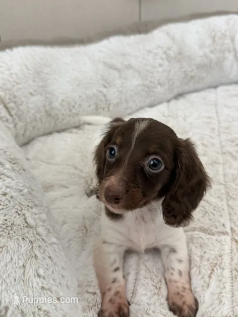 Pied Baby Girl  – Miniature Dachshund puppy for sale in Homestead, FL