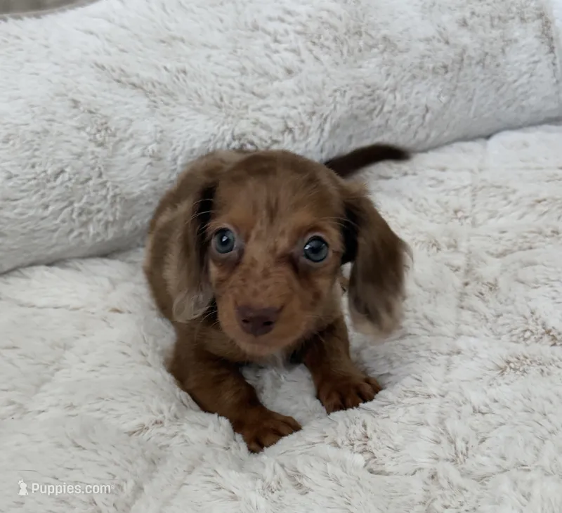 Happy Girl – Miniature Dachshund puppy for sale in Homestead, FL