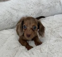 Happy Girl, a female Miniature Dachshund for sale in Homestead, FL – 1 of 1