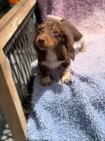 Almond Joy, a female Miniature Dachshund for sale in Homestead, FL – 2 of 4