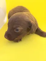 Hershey Girl , a female Miniature Dachshund for sale in Homestead, FL – 2 of 4