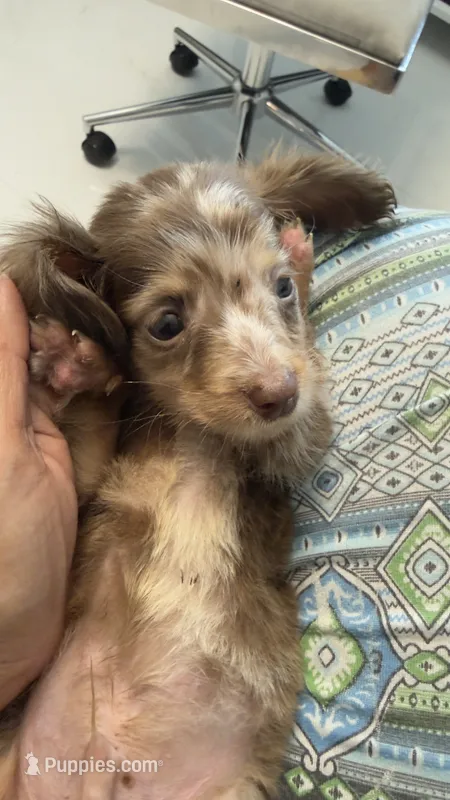 Mini – Miniature Dachshund puppy for sale in Homestead, FL