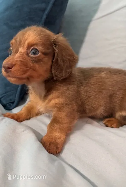 Happy Boy – Miniature Dachshund puppy for sale in Homestead, FL