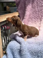 Almond Joy, a female Miniature Dachshund for sale in Homestead, FL – 4 of 4