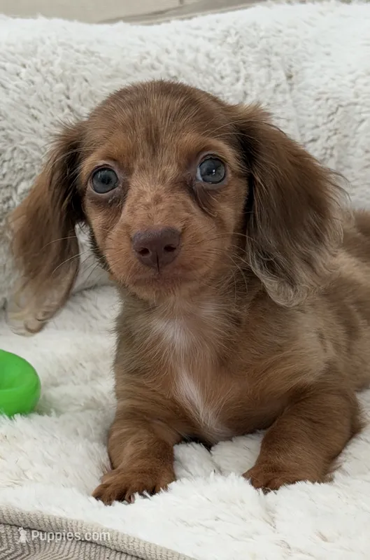 Happy Girl – Miniature Dachshund puppy for sale in Homestead, FL