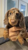 Mini Ragnar , a male Miniature Dachshund for sale in Homestead, FL – 2 of 5