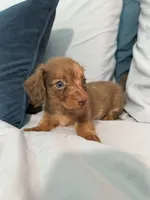 Happy Boy, a male Miniature Dachshund for sale in Homestead, FL – 6 of 6