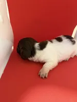 Pied Baby Girl , a female Miniature Dachshund for sale in Homestead, FL – 5 of 5