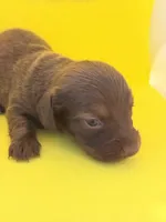 Hershey Girl , a female Miniature Dachshund for sale in Homestead, FL – 4 of 4