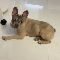 Dior, a female French Bulldog for sale in Homestead, FL – Photo 4 of 4