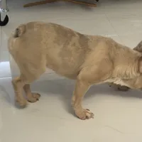 Dior, a female French Bulldog for sale in Homestead, FL – Photo 2 of 4