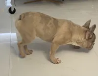 Dior, a female French Bulldog for sale in Homestead, FL – Photo 2 of 4