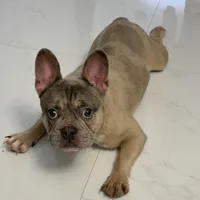 Dior, a female French Bulldog for sale in Homestead, FL – Photo 3 of 4