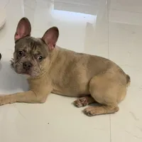 Dior, a female French Bulldog for sale in Homestead, FL – Photo 1 of 4