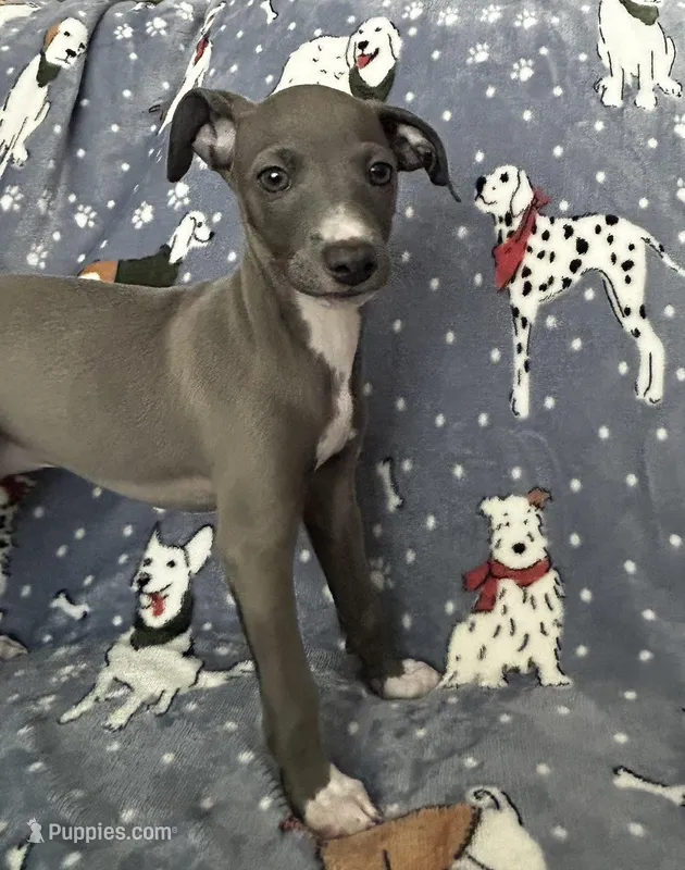 Stromboli – Italian Greyhound puppy for sale in Port Charlotte, FL